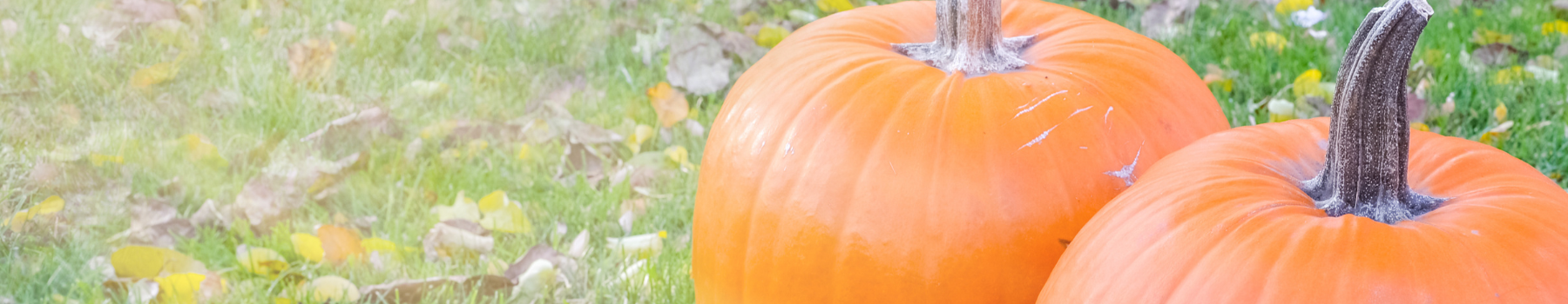 Precious Pumpkin Baby Contest 2026